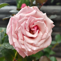 Dainty Parfum Rose 