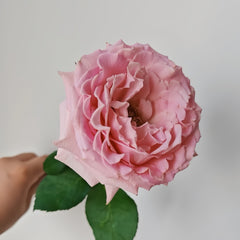 Dainty Parfum Rose 