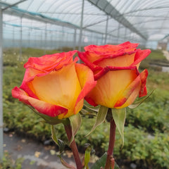 Dakar Rose Plant|达喀尔