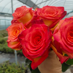 Dakar Rose Plant|达喀尔