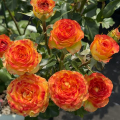 Dakar Rose Plant|达喀尔