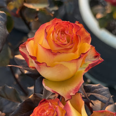 Dakar Rose Plant|达喀尔