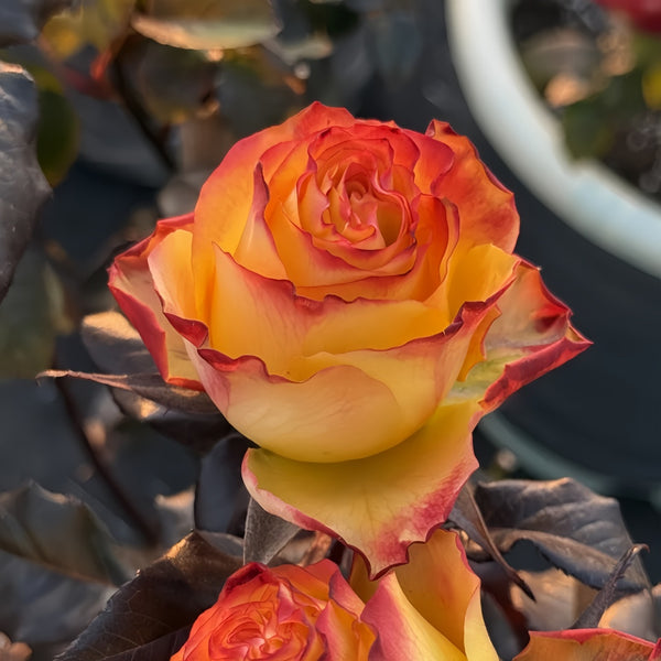 Dakar Rose Plant|达喀尔