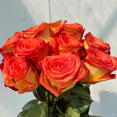 Dakar Rose Plant|达喀尔