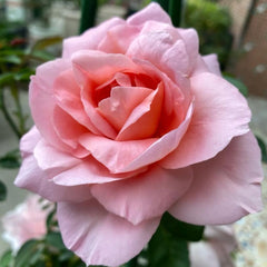 Dames de Chenonceau Rose Plant - Stunning Blooms for Your Garden