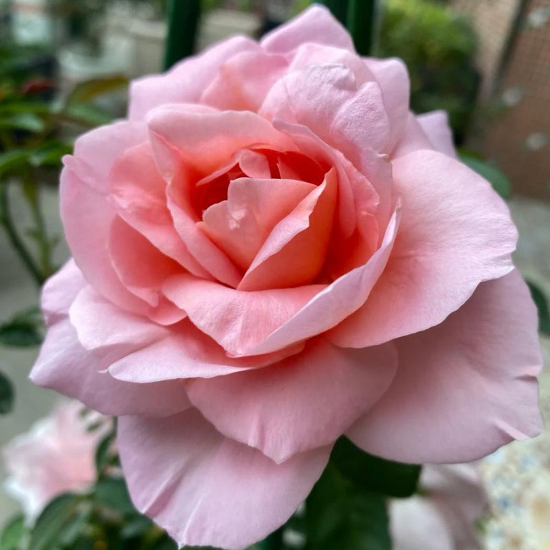 Dames de Chenonceau Rose Plant - Stunning Blooms for Your Garden