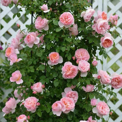 Dames de Chenonceau Rose Plant - Stunning Blooms for Your Garden