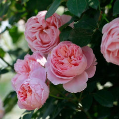 Dames de Chenonceau Rose Plant - Stunning Blooms for Your Garden