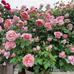 Dames de Chenonceau Rose Plant - Stunning Blooms for Your Garden