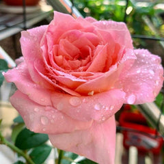 Dames de Chenonceau Rose Plant - Stunning Blooms for Your Garden