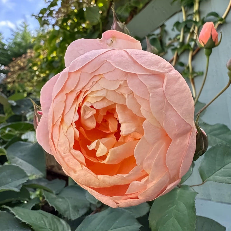 DannahueRosePlant