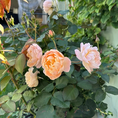 Dannahue Rose Plant|丹尼理念(Austin a6b15)