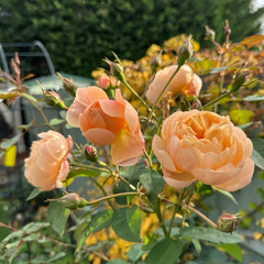 Dannahue Rose Plant|丹尼理念(Austin a6b15)
