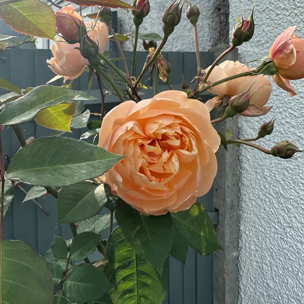 Dannahue Rose Plant|丹尼理念(Austin a6b15)