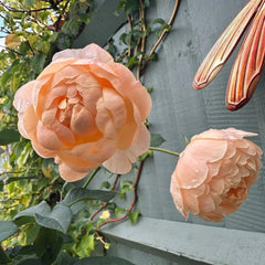 Dannahue Rose Plant|丹尼理念(Austin a6b15)
