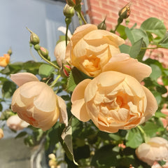 Dannahue Rose Plant|丹尼理念(Austin a6b15)