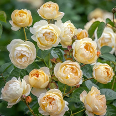Dannahue Rose Plant|丹尼理念(Austin a6b15)