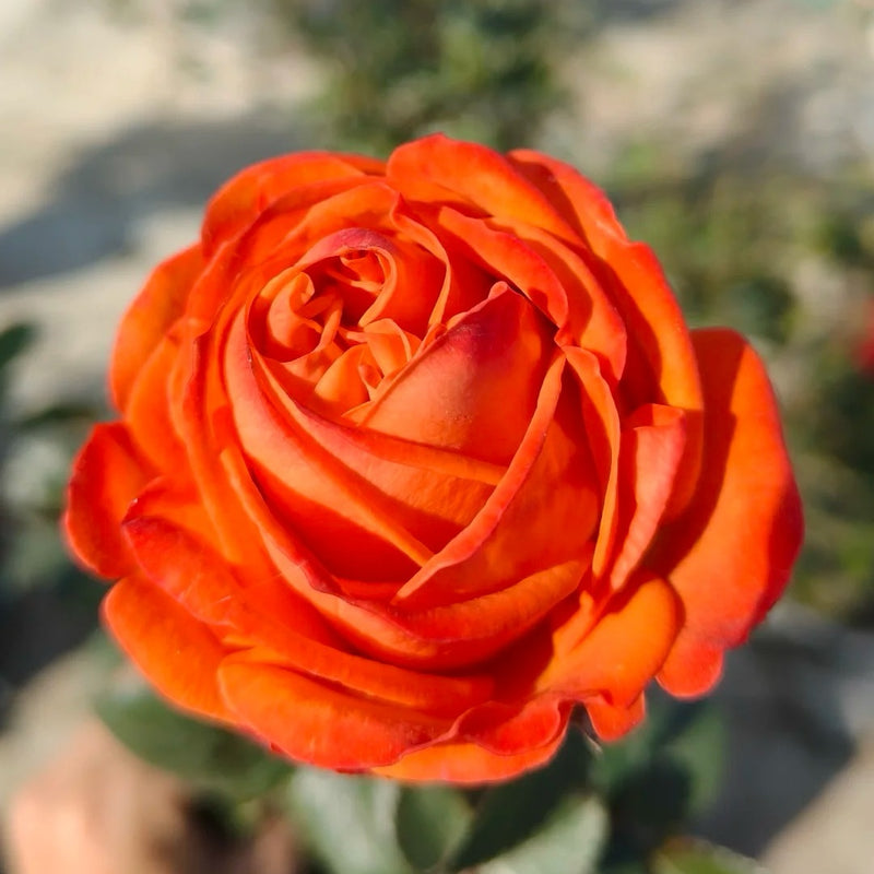 Danyang Rose
