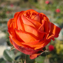 Danyang Rose
