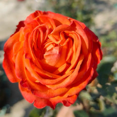 Danyang Rose