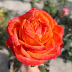 Danyang Rose