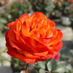 Danyang Rose