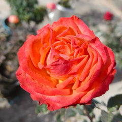 Danyang Rose