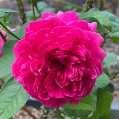 Dark Lady Rose Plant|黑影夫人