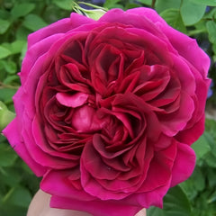 Dark Lady Rose Plant|黑影夫人