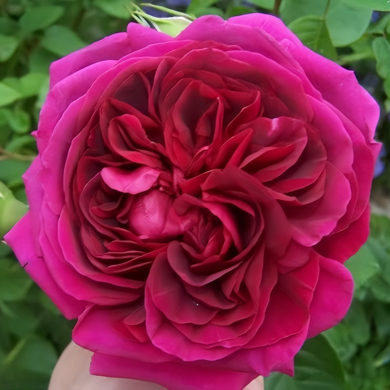 Dark Lady Rose Plant|黑影夫人