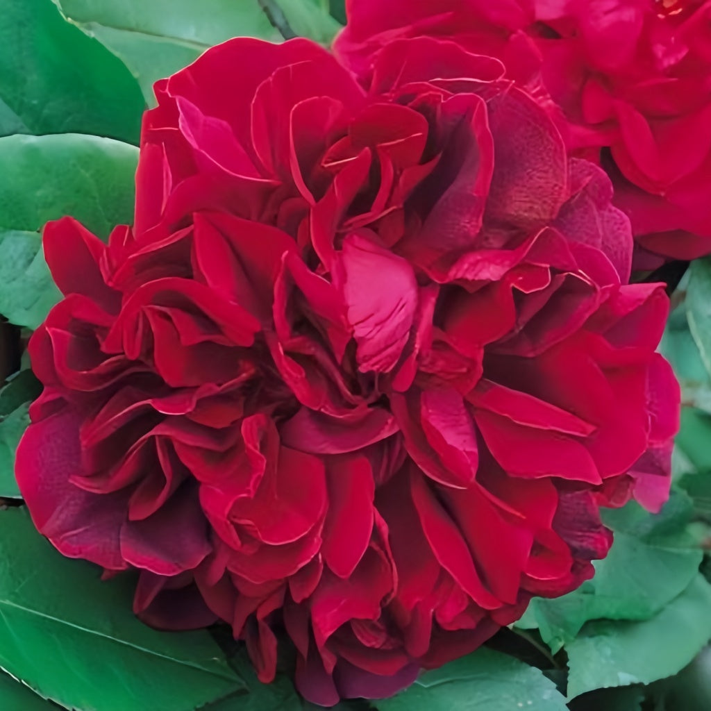 Lady Blake Roses Dark Lady Rose Plant|黑影夫人 – Rose_Explosion