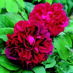 Dark Lady Rose Plant|黑影夫人