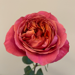 Dark X-pressure Rose