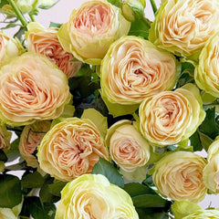 Darlene Rose
