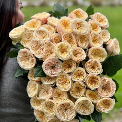 Darlington Rose Plant - Elegant Blooms for Your Dream Garden