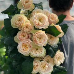 Darlington Rose Plant - Elegant Blooms for Your Dream Garden