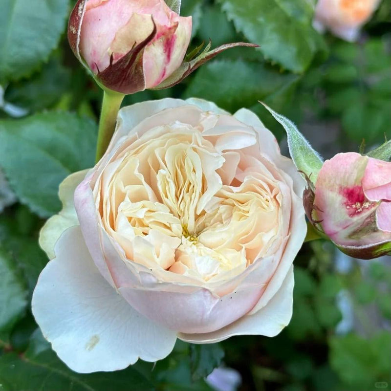 Darlington Rose Plant - Elegant Blooms for Your Dream Garden