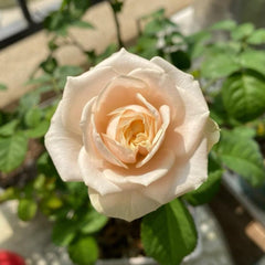 Darlington Rose Plant - Elegant Blooms for Your Dream Garden