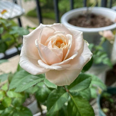 Darlington Rose Plant - Elegant Blooms for Your Dream Garden