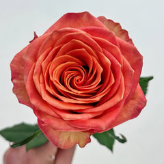 Day and Night Rose Plant