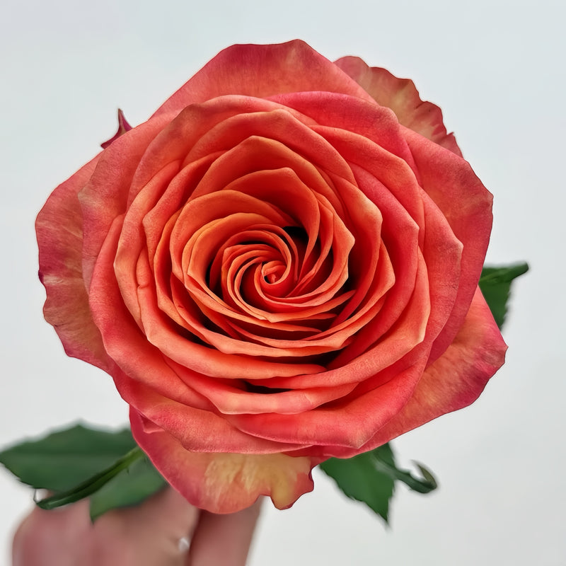 Day and Night Rose Plant