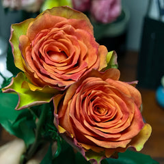 Day and Night Rose Plant