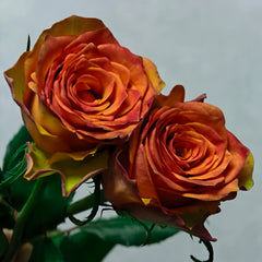 Day and Night Rose Plant