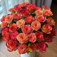 Day and Night Rose Plant