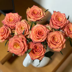 Day and Night Rose Plant