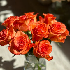 De Ruiter Rose Plant