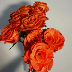 De Ruiter Rose Plant