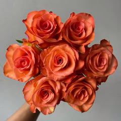 De Ruiter Rose Plant