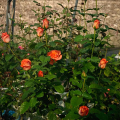 De Ruiter Rose Plant