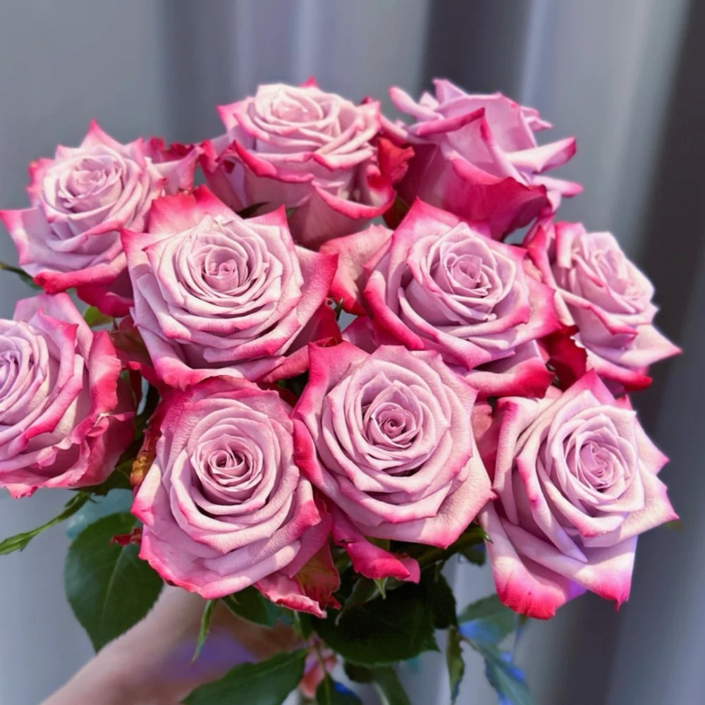 Deep Prple Roses Deep Purple Rose Plant|一片深紫 – Rose_Explosion